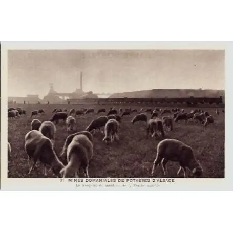 Carte postale 68 - Mines domaniales de Potasses d'Alsace - Le troupeau de moutons de la ferm Prix Choc