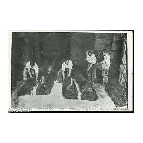 Meilleure Qualité Carte postale 75 - Tapotage et peignage des meules Champignonniere