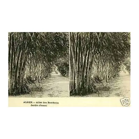 Expédié Aujourd’hui Algerie - Alger - Allee des Bambous - Stereoscopique