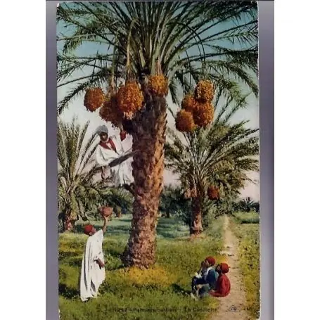 Bon Marché Algerie - Palmiers Dattiers - La cueillette - Couleur