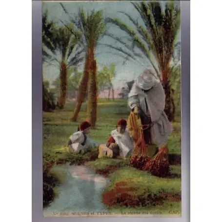 Algerie - Scenes et types - La recolte des dattes - Beau plan couleur Pas Cher