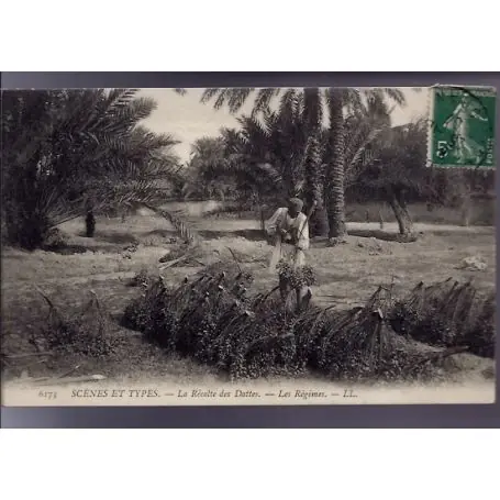 Algerie - Scenes et types - La recolte des dattes - Les regimes - Beau plan Premium