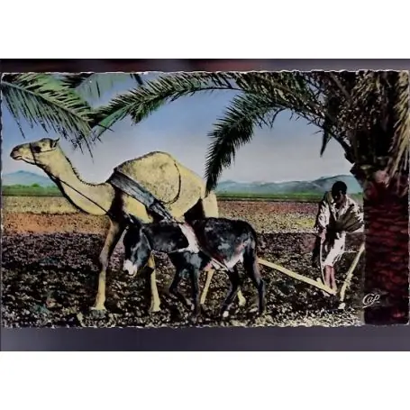 Algerie - Scenes et types - Le laboureur - 1956 Prix Bas