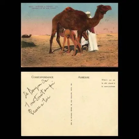 Affaire À Saisir Maroc - Scenes et types - Chamelle et son petit