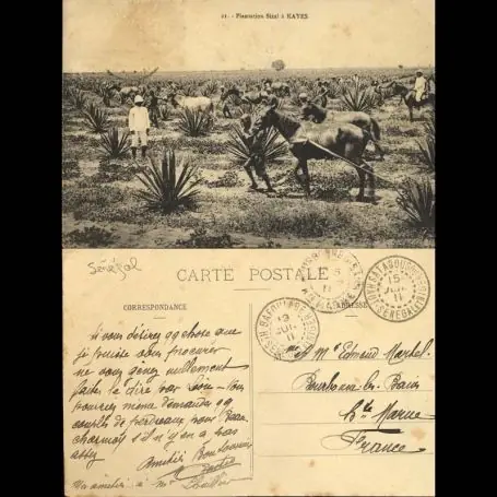Édition Limitée Senegal - Plantation de Sizal a Kayes - Beau plan anime
