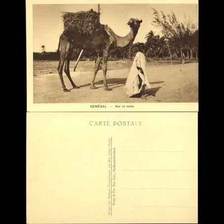 Senegal - Sur la Route - Chameau Top Qualité