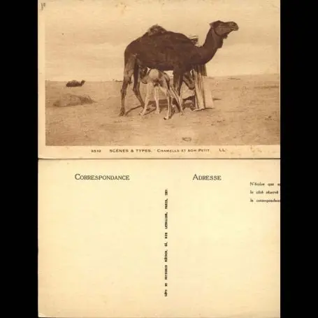 Tunisie - Scenes et types - Chamelle et son petit Achetez Aujourd’hui