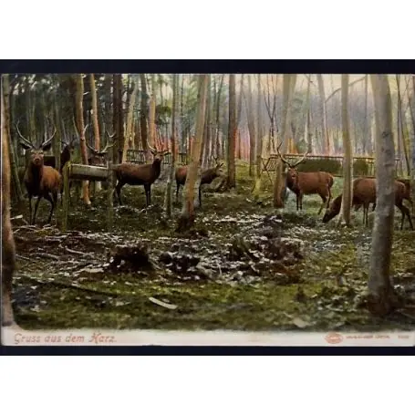 Remise Allemagne - Gruss aus dem Harz - Cerfs