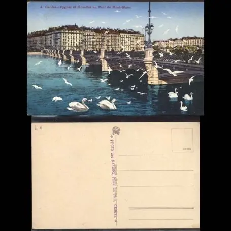 Authentique Suisse - Geneve - Cygnes et mouettes au pont du Mont-Blanc