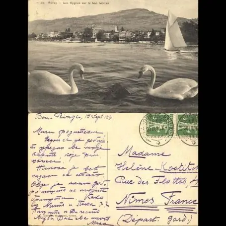 Tendance Suisse - Vevey - Les cygnes sur le lac Leman