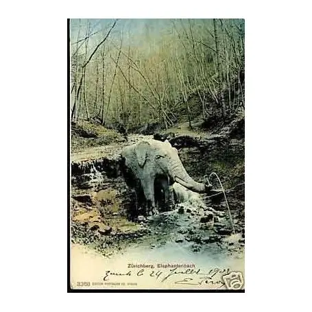 Suisse - Zurichberg Elephantenbach Top Vente