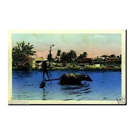 Sud-Viet Nam - Env. de Saigon - Le Labourage Expédié Aujourd’hui