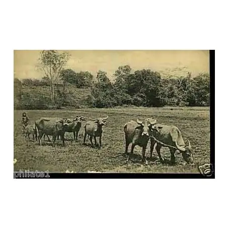 Ceylan - Ceylon buffaloes ploughing paddy fields Artisanat