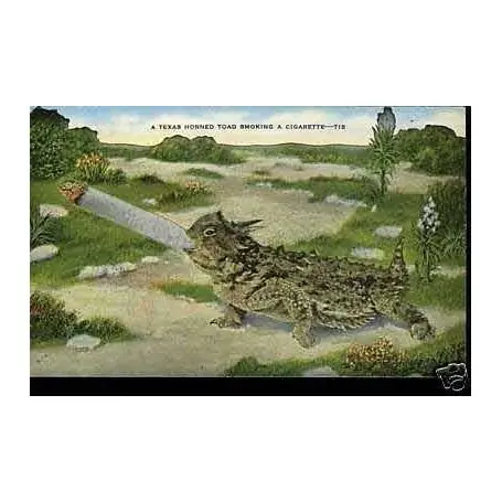 Dernier Modèle A texas horned toad smoking a cigarette