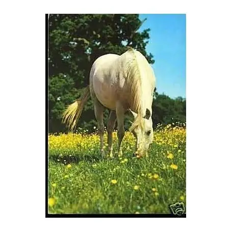 Cheval au pres - CPSM Garantie Incluse