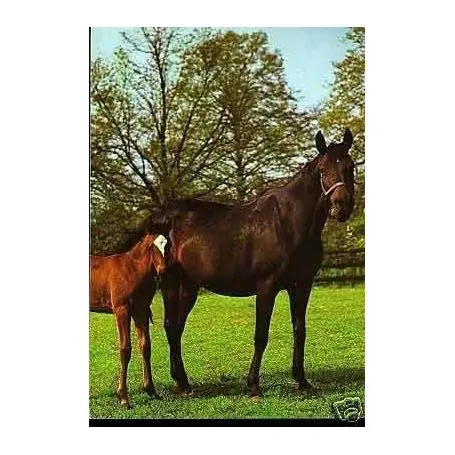 Garantie Incluse Chevaux au pres - CPSM