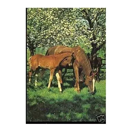 Nouvel Arrivage Chevaux au pres - CPSM