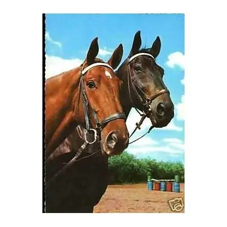 Chevaux au pres - CPSM Original