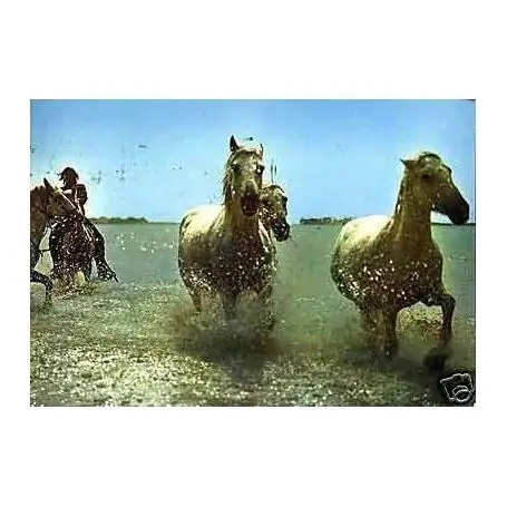 Chevaux camargais - L'heure du bain - CPSM Bon Plan
