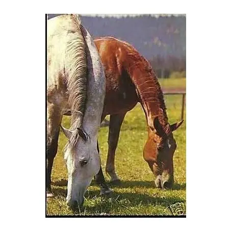 Deux chevaux a l'enclos - CPSM Vente Directe