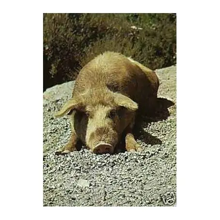 Meilleure Vente Les porcs demi-sauvages de corse