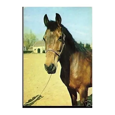 Achat Immédiat Portrait de cheval - CPSM