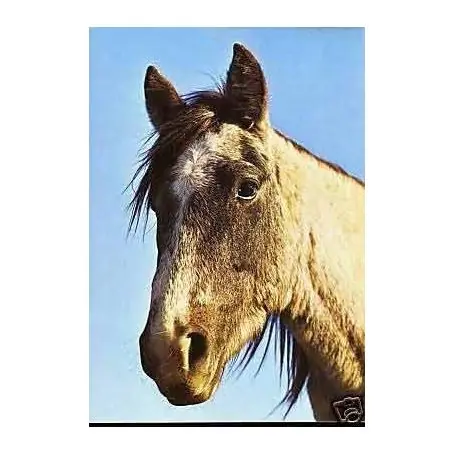 Portrait d'un cheval camarguais - CPSM Tendance