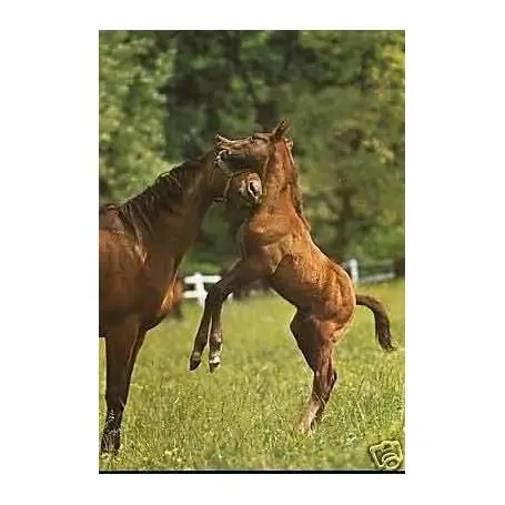 Garantie Incluse Pur-sangs Hongrois - CPSM