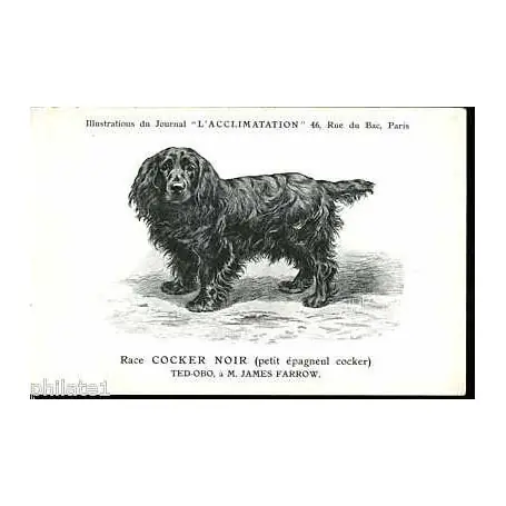 Race Cocker Noir - Ted-Obo a J. Farrow Soldes