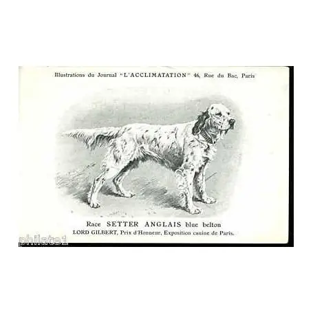 Race Setter Anglais blue belton - Prix d'honneur Soldes