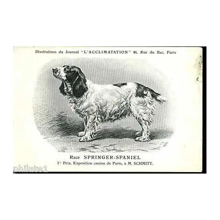 Race Springer Spaniel - 1er Prix a M. Schmitt Bon Plan