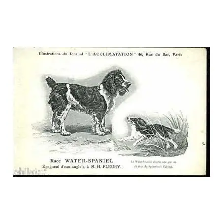 Race Water Spaniel - Epagneul d'eau anglais Livraison Mondiale
