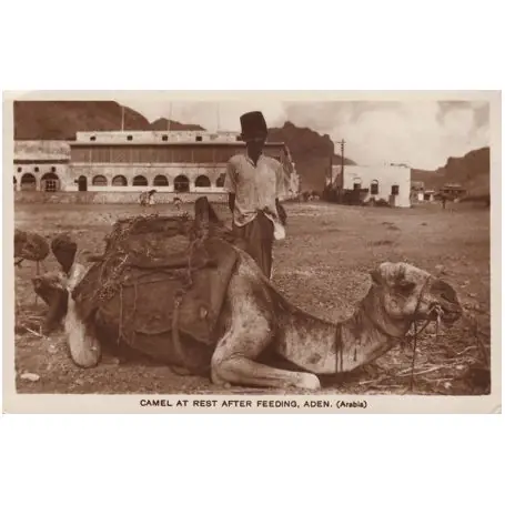 Aden - Chameau Promotion